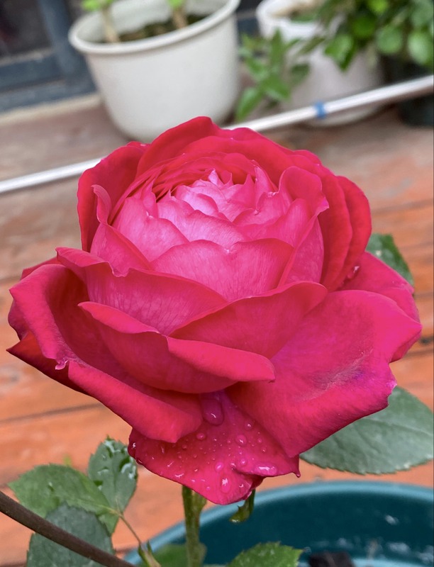 'Elegance  ® Française' rose photo