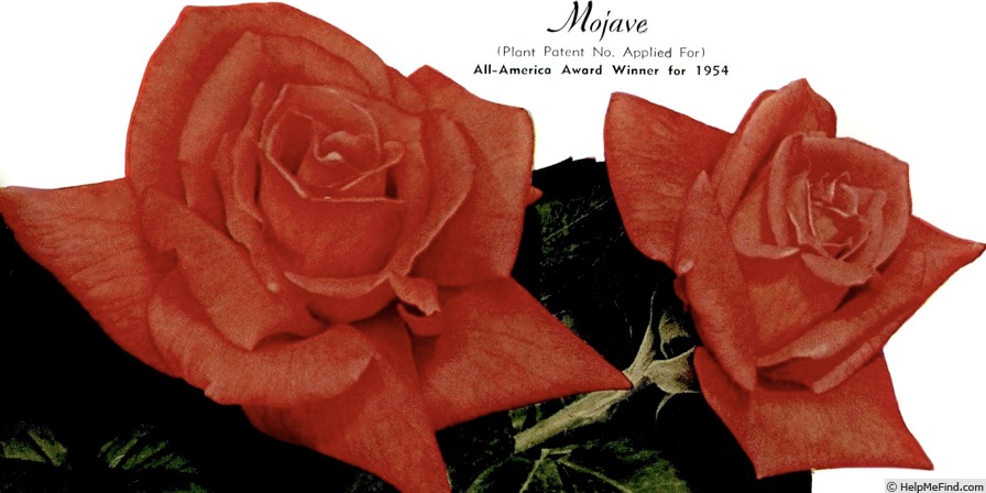 'Mojave' rose photo