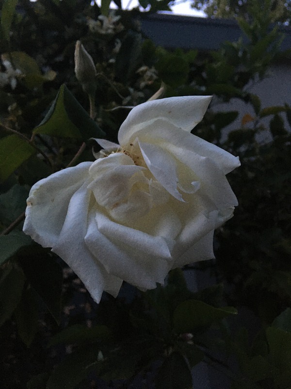 'Mrs. Herbert Stevens, Cl.' rose photo