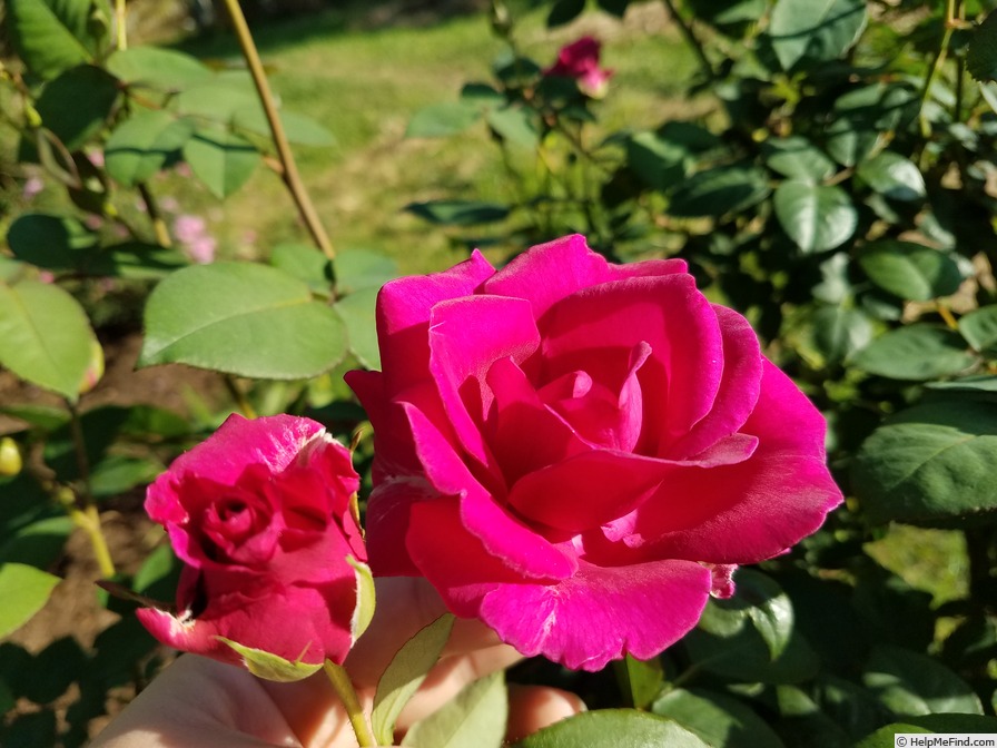 'Brindabella Purple Prince' rose photo