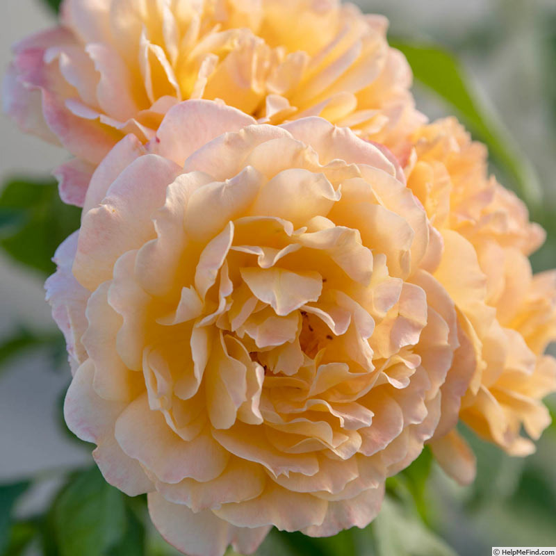 'Forever Amber ™ (floribunda, Carruth, 2021)' rose photo