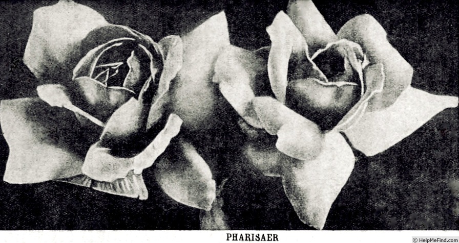 'Pharisäer' rose photo