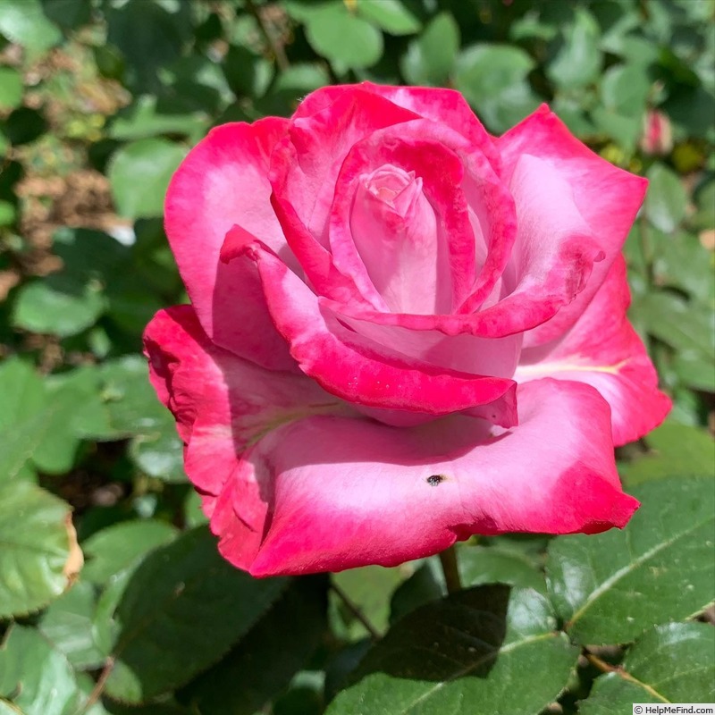 'Patsy Cline ™ (Hybrid Tea, Christensen, 1983)' rose photo