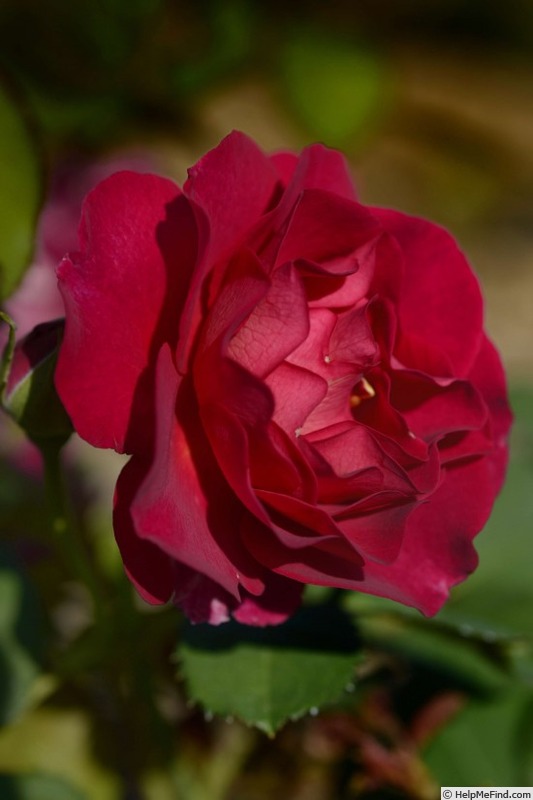 'Miss Magenta ®' rose photo