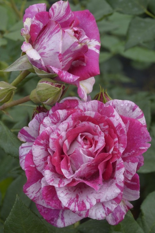 'Fizzy Lady ®' rose photo