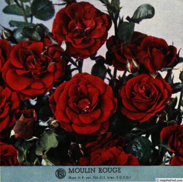 'Moulin Rouge ® (floribunda, Meilland, 1951)' rose photo