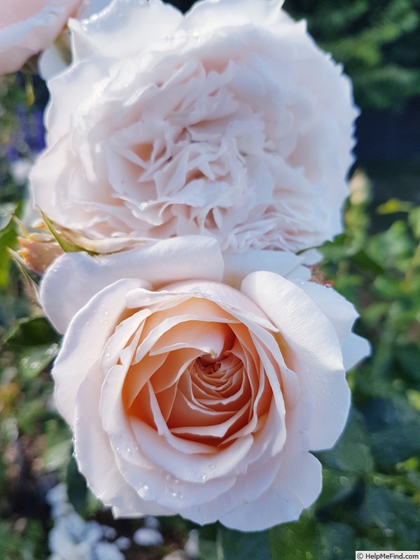 'A Moment in Time' rose photo