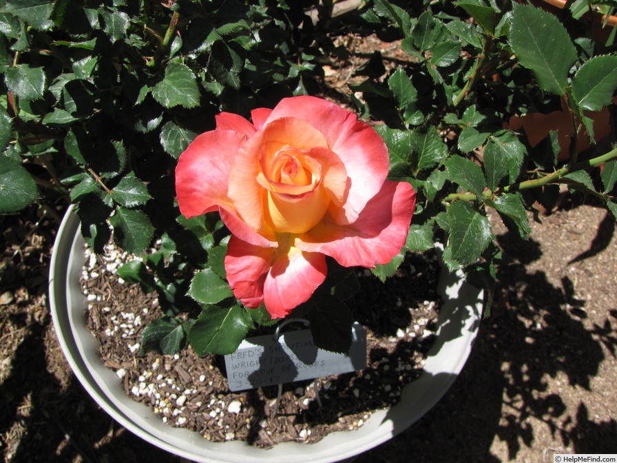 'Fred's Show Time' rose photo