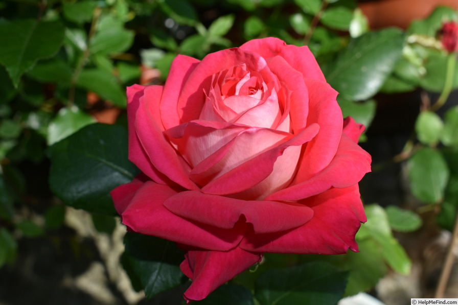 'Rosa Dot' rose photo