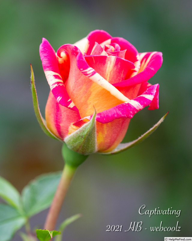 'Captivating' rose photo