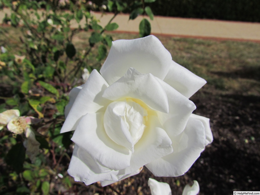 'Mrs. Herbert Stevens' rose photo