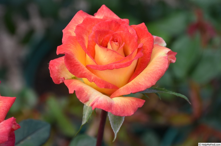 'Cherry Gold' rose photo