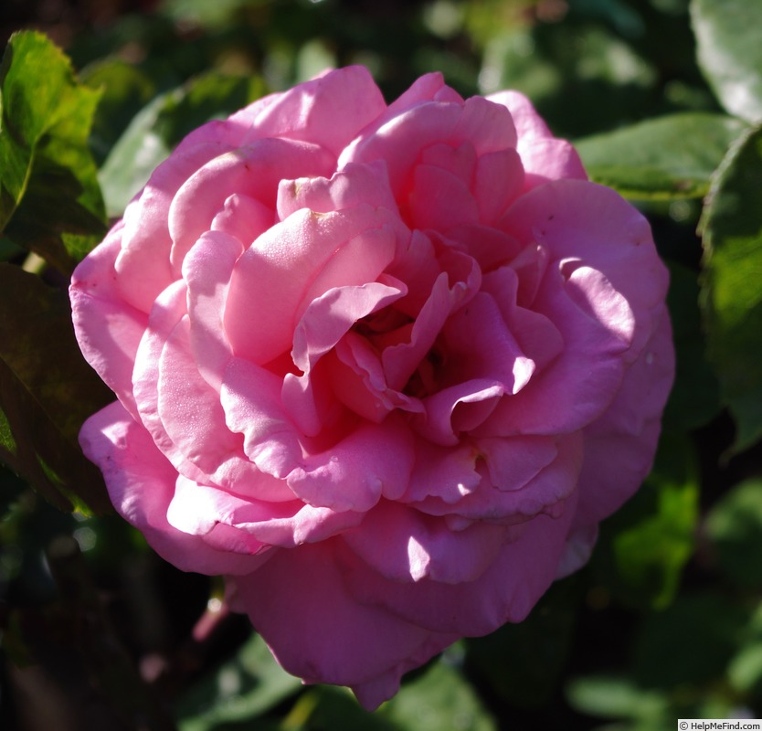 'Adair Roche' rose photo