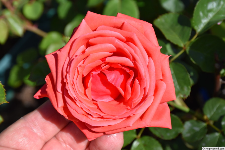 'Aztec' rose photo