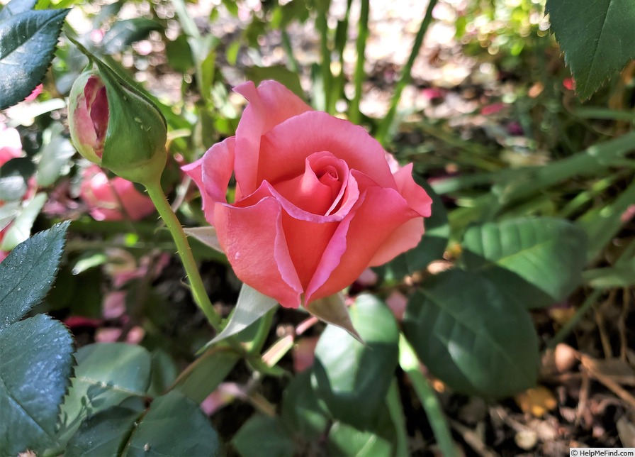 'Portadown Fragrance' rose photo