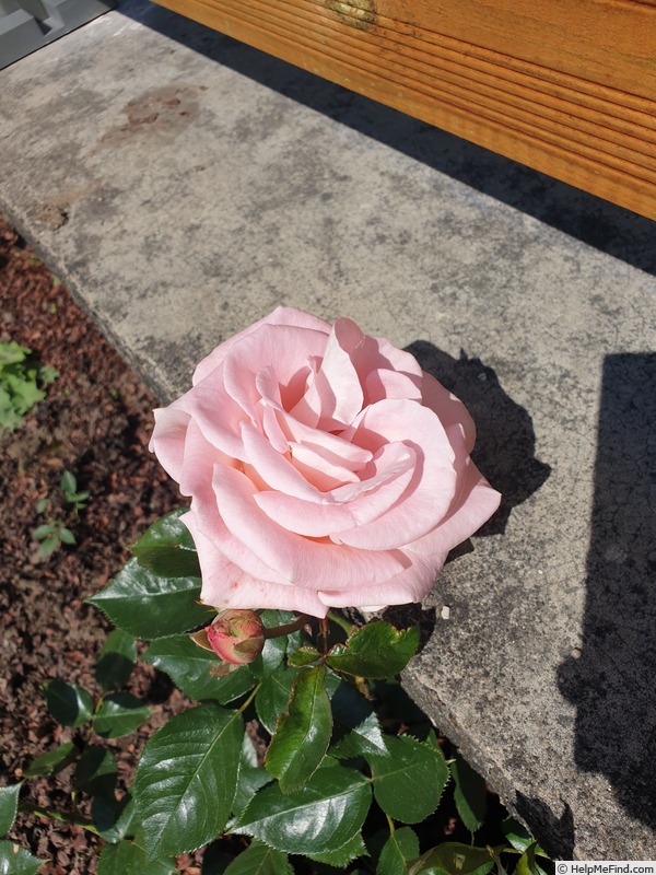 'La Côte d'Émeraude®' rose photo