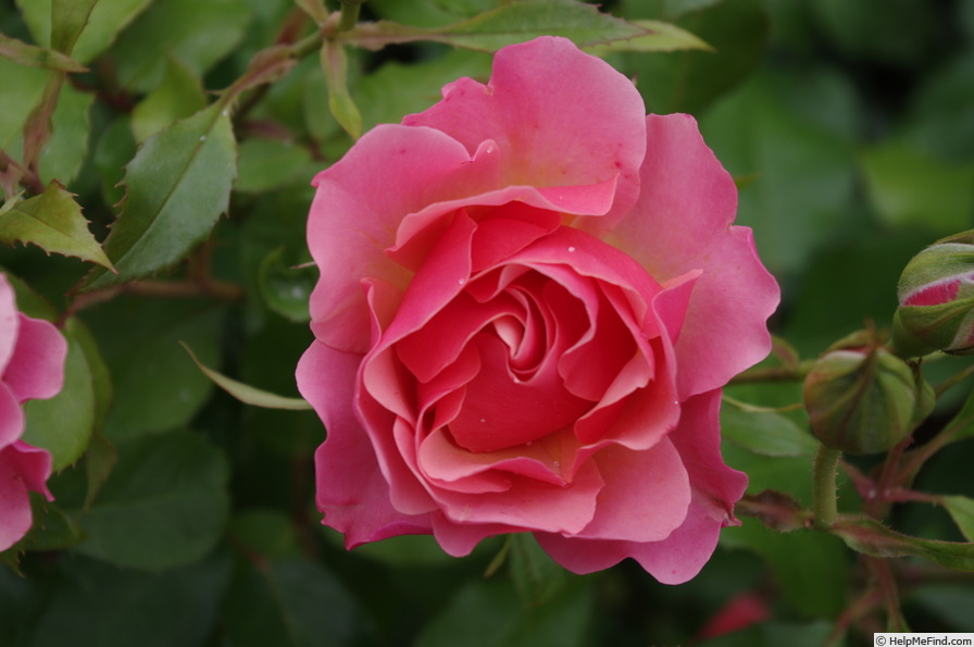 'Charleston ® (floribunda, Meilland, 1963)' rose photo