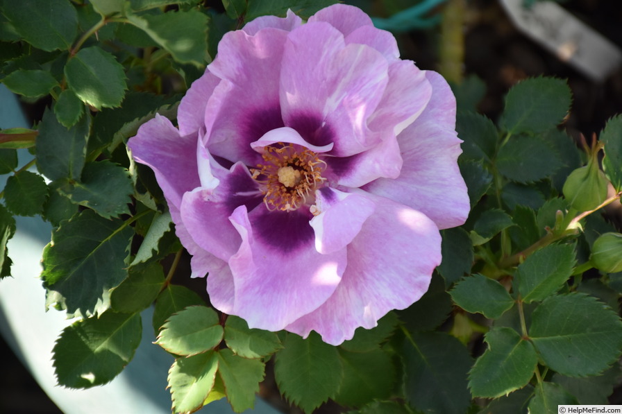 'Eyes for You ®' rose photo