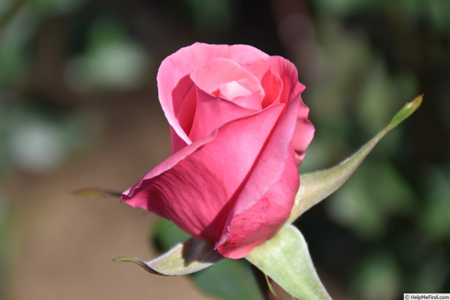 'Fragrant Hour' rose photo