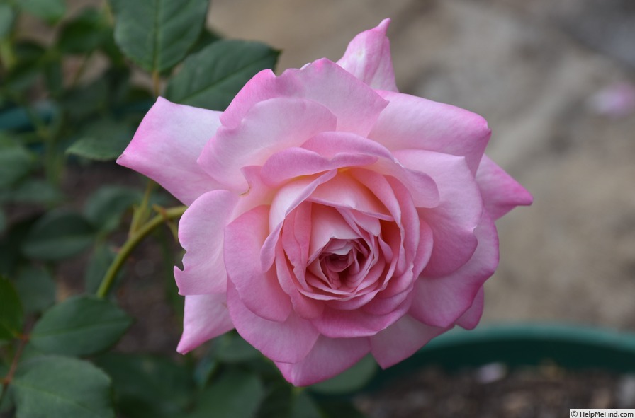 'Happy Days (hybrid tea, McGredy, 1981)' rose photo