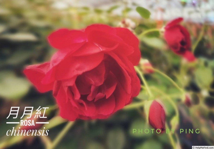 'R. chinensis' rose photo