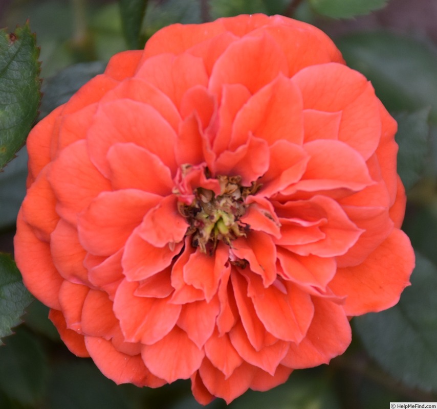 'Kaikoura ®' rose photo
