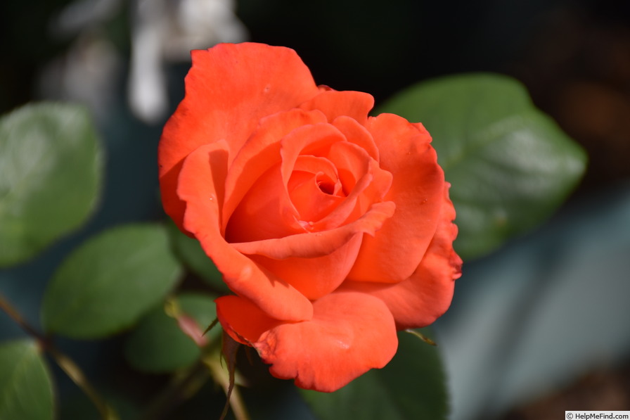'Karen Julie' rose photo