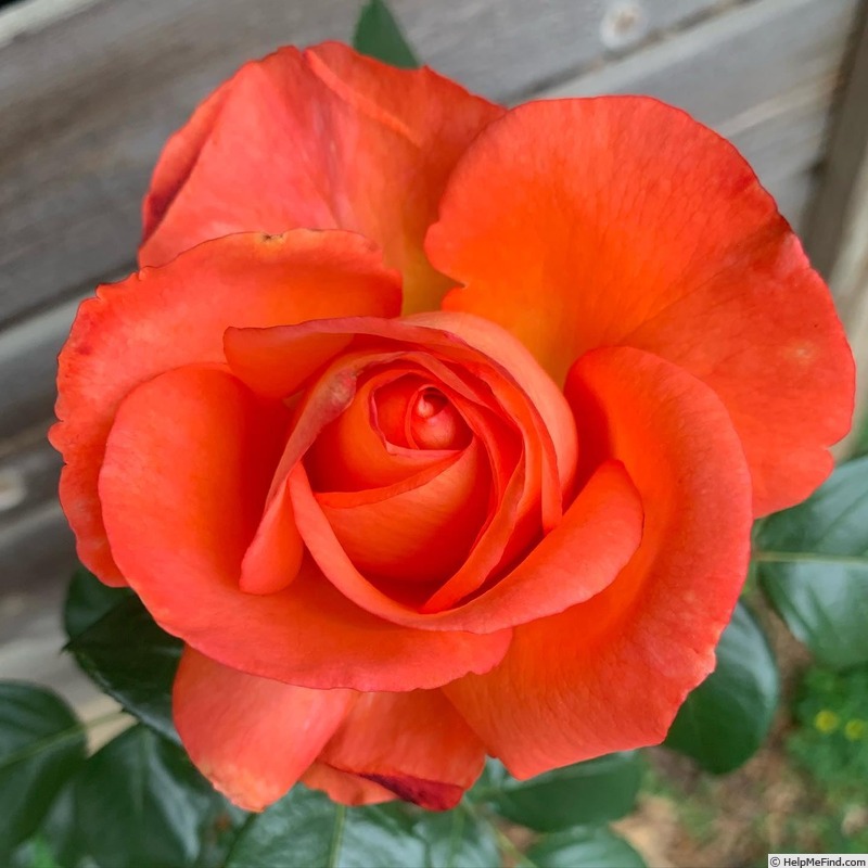 'Voodoo (hybrid tea, Christensen, 1988)' rose photo