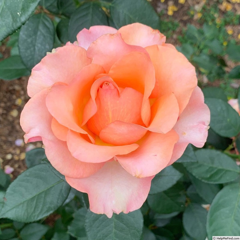 'Sunstruck ™' rose photo
