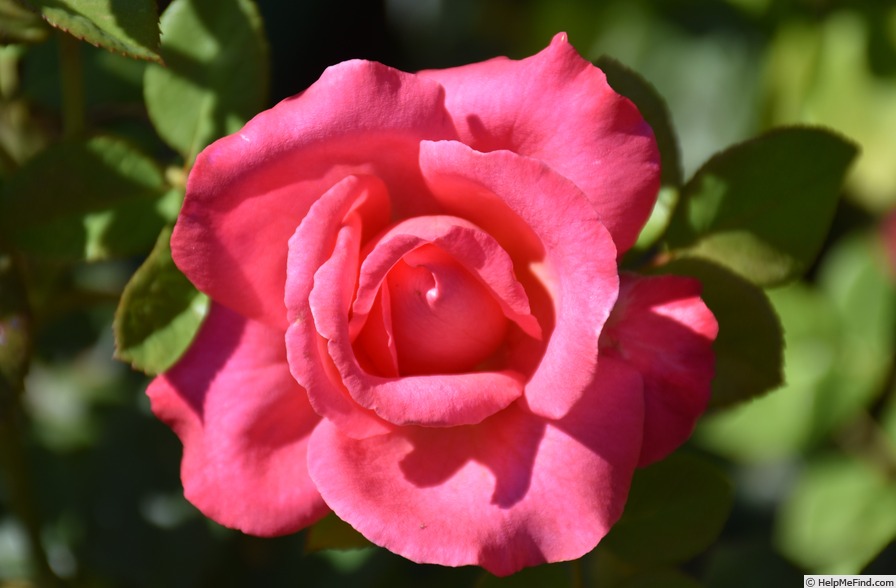 'Lady Trent' rose photo