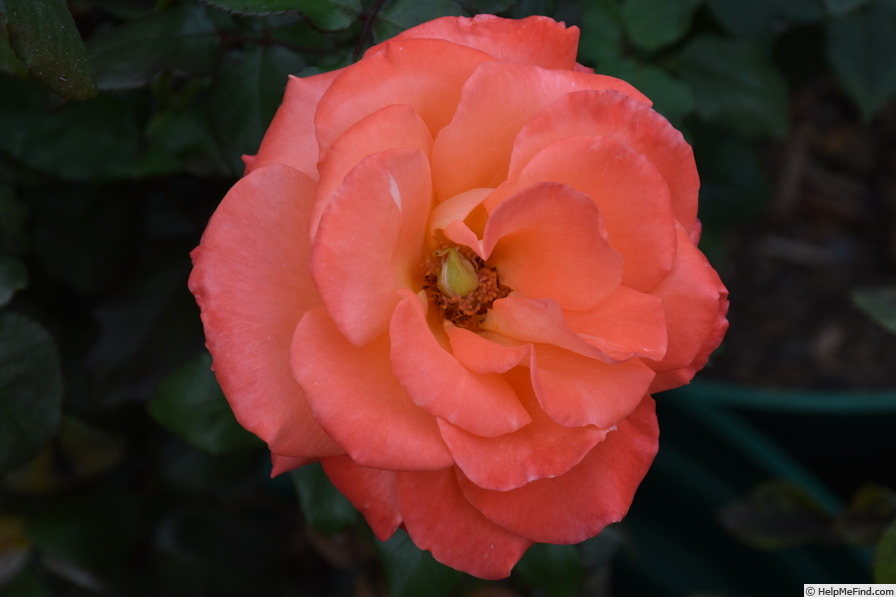 'Lantern' rose photo