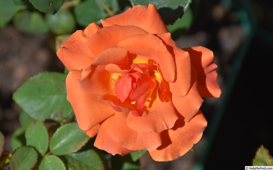 'New Look Rose' rose photo