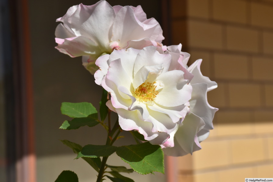 'Charles Aznavour ®' rose photo
