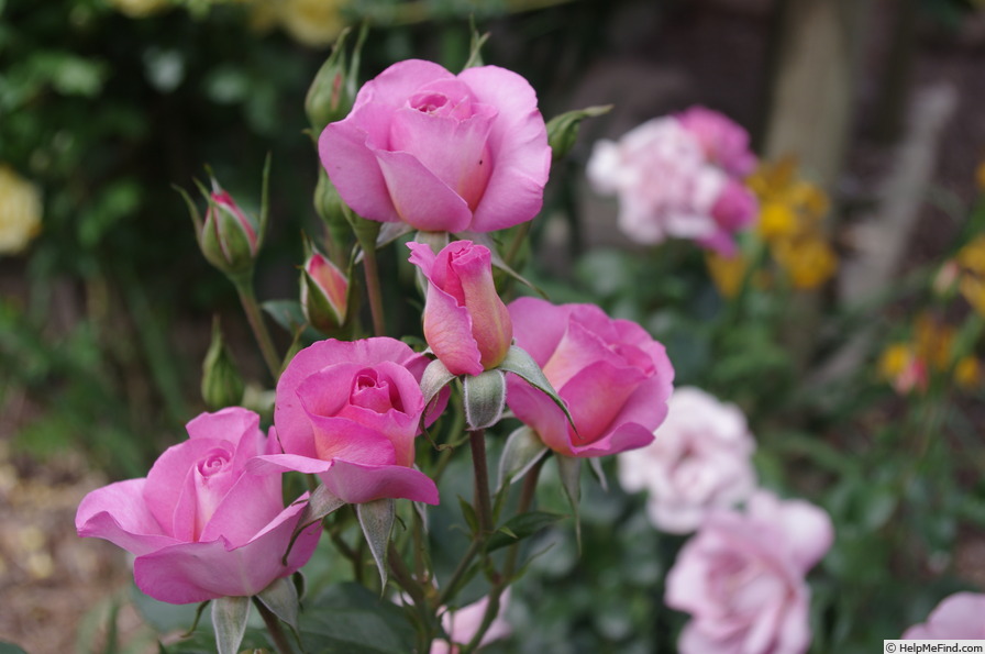 'Pacific Glory' rose photo