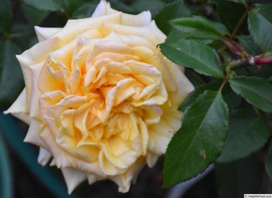 'Sunny Sky ® (hybrid tea, Kordes, 1999/2009)' rose photo