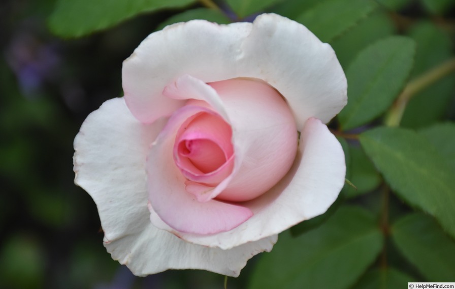 'Susan (hybrid tea, Kordes, 1996)' rose photo