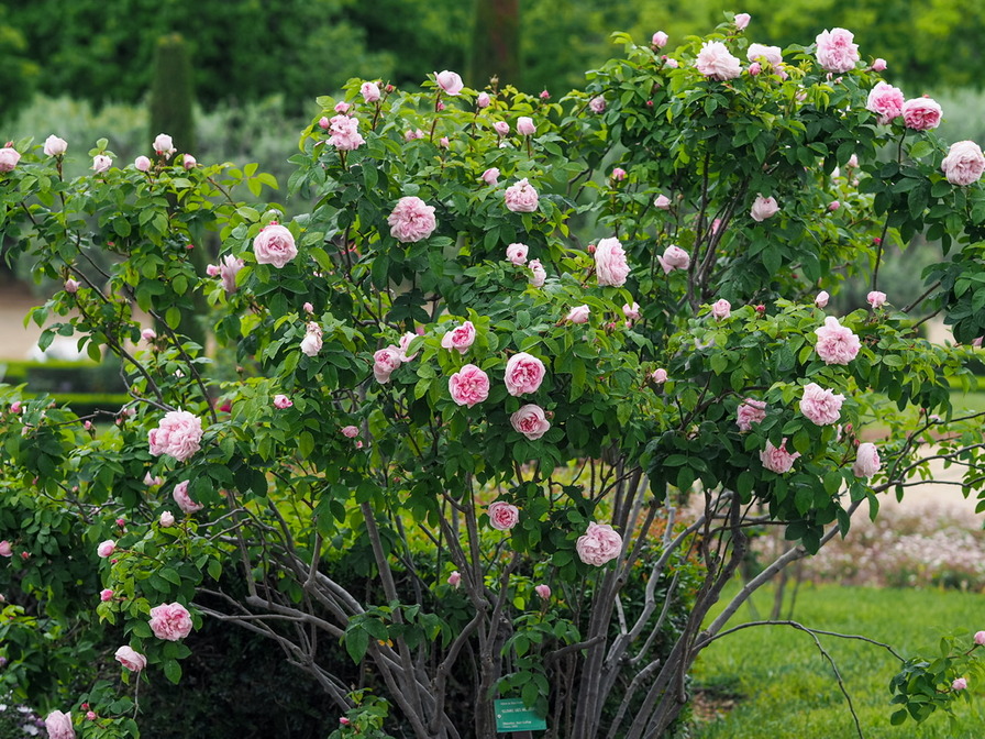 'Gloire des Mousseux' rose photo