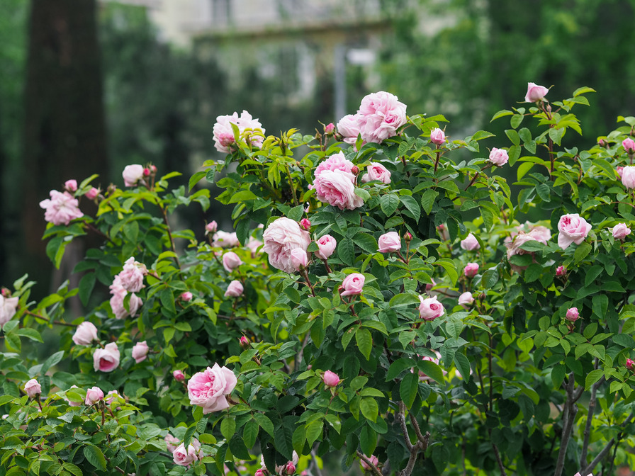 'Gloire des Mousseux' rose photo
