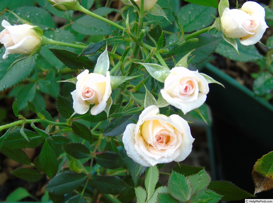 'Party Girl ®' rose photo