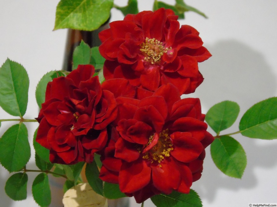 'Scarlet Sunblaze ™' rose photo