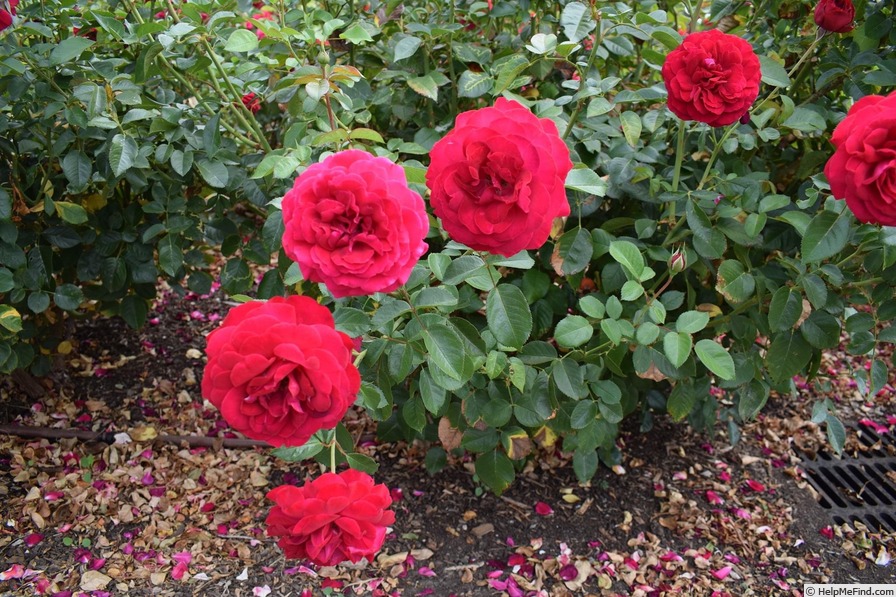 'Bordeaux (floribunda, Kordes 2004)' rose photo