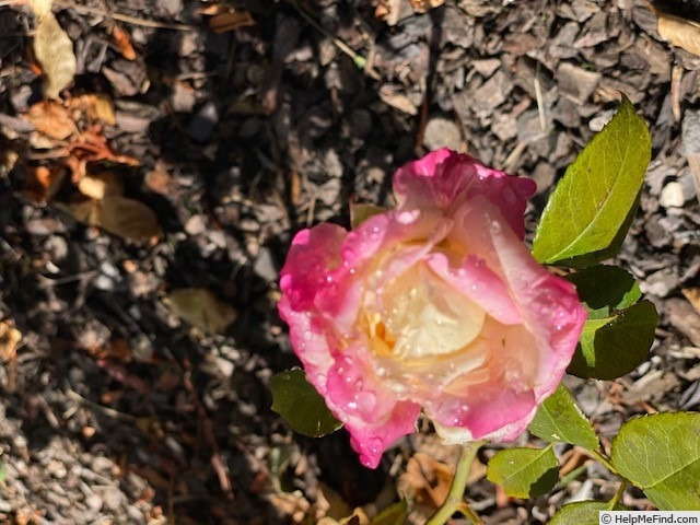 'Hugo Roller' rose photo