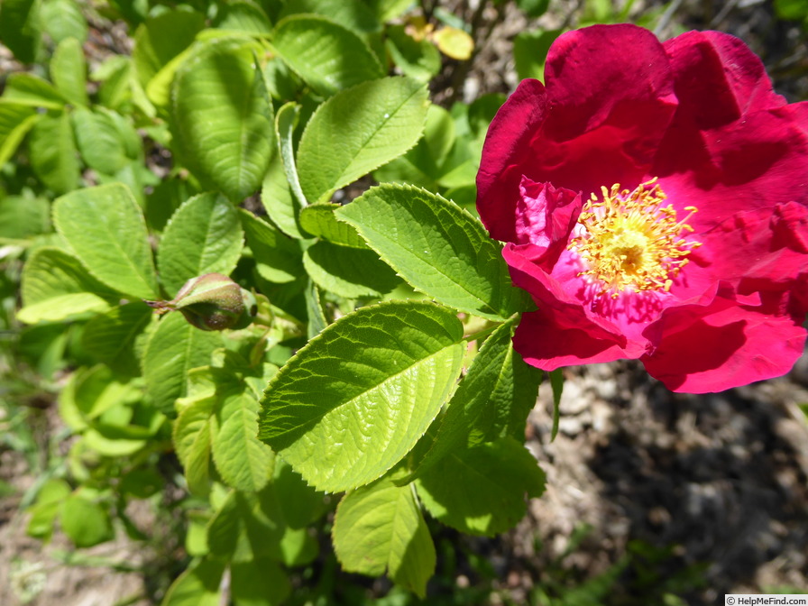 '<I>Rosa arnoldiana</i>' rose photo
