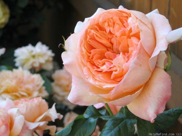 'Fragrant Surprise' rose photo