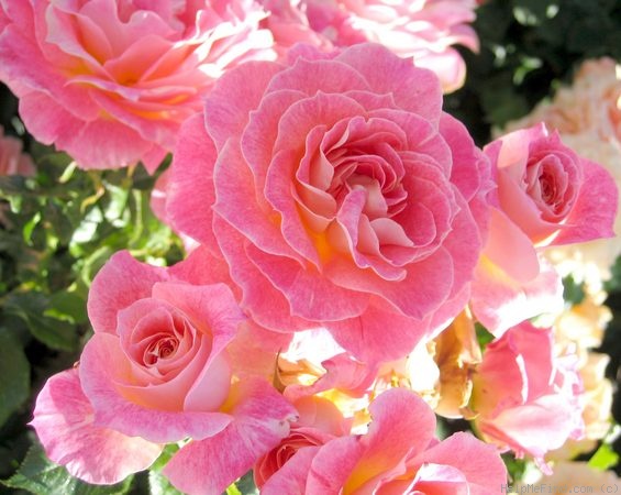 'Sorbet Bouquet ™' rose photo