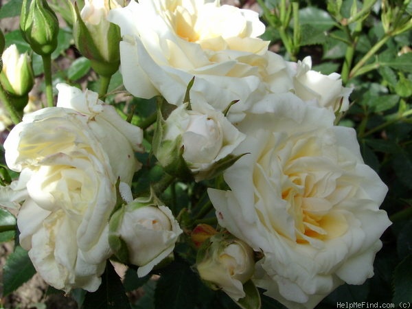 'Honeymilk®' rose photo