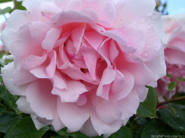 'Ballade ® (floribunda, Evers/Tantau, 1991)' rose photo