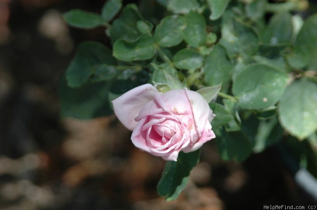 'Arillaga' rose photo