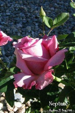 'Neptune ™ (hybrid tea, Carruth, 2003)' rose photo