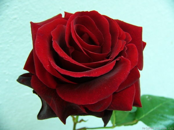 'Salammbô' rose photo